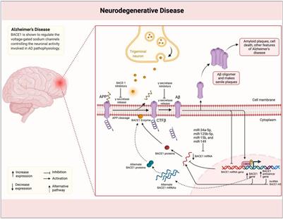 The Emerging Roles of the β-Secretase BACE1 and the Long Non-coding RNA BACE1-AS in Human Diseases: A Focus on Neurodegenerative Diseases and Cancer